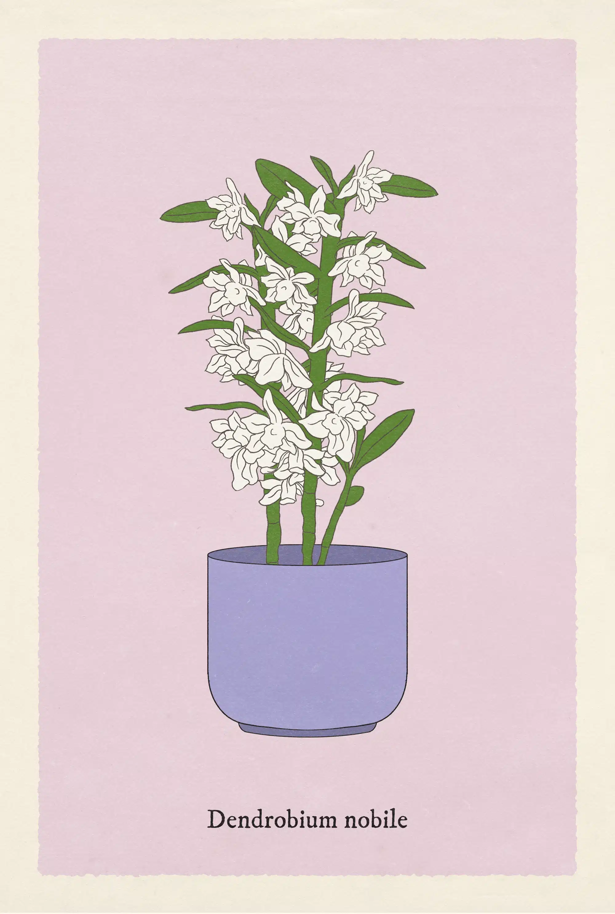 Illustrated plant care card.